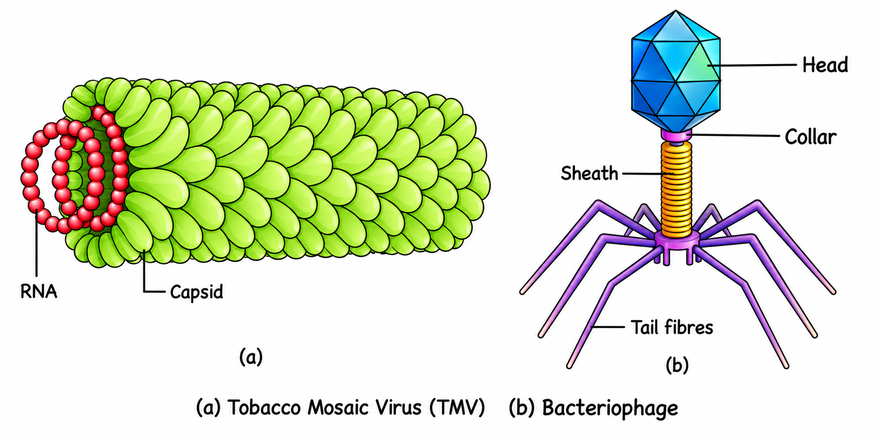 Tobacco Mosaic Virus and Bacteriophage Diagram